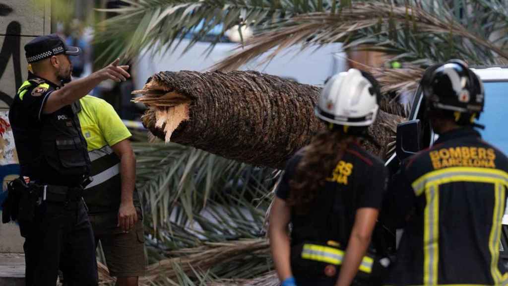 Imagen de la palmera que se desprendió en el Raval, segando la vida de una joven