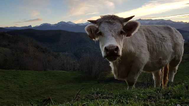 Imagen de una vaca en el campo