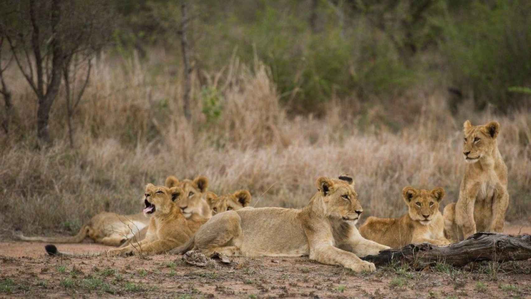 Un grupo de leonas