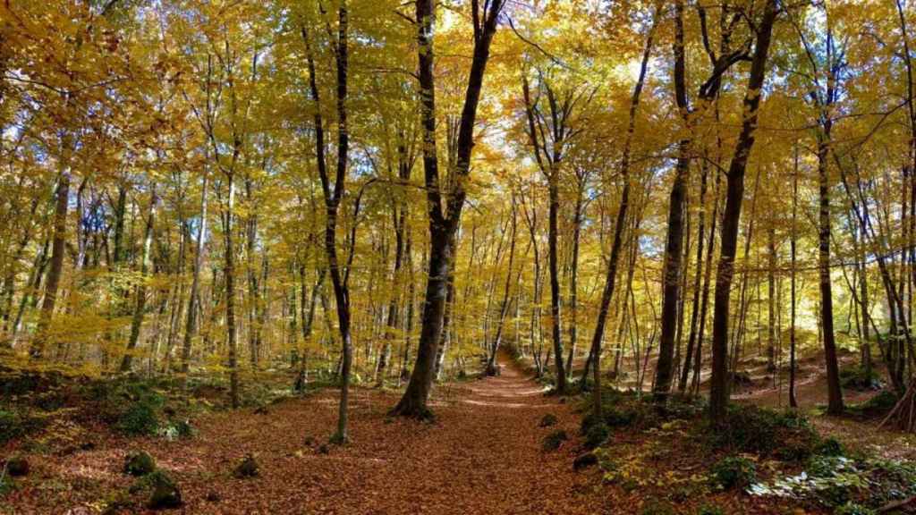 La Fageda d'en Jordà