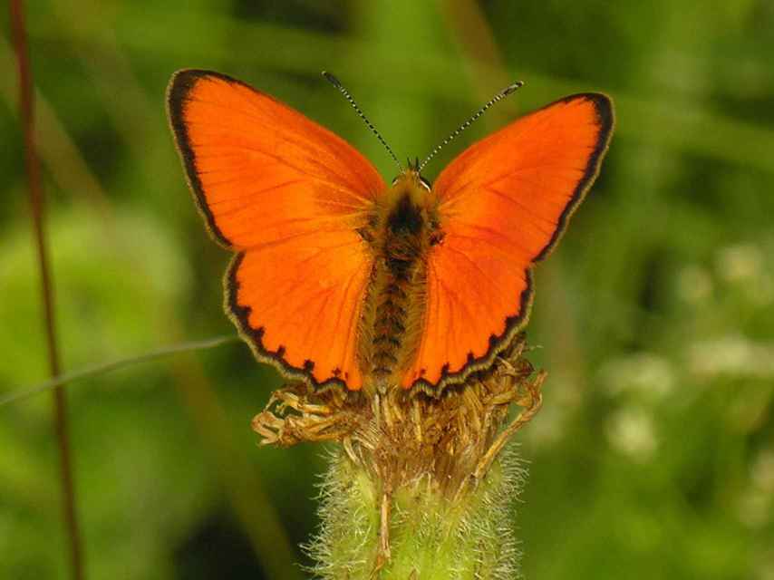 Heodes virgaureae pyraeneicola mariateresa