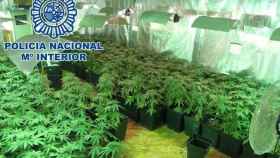 Golpe policial a la trata de personas y cultivo de marihuana en Tarragona