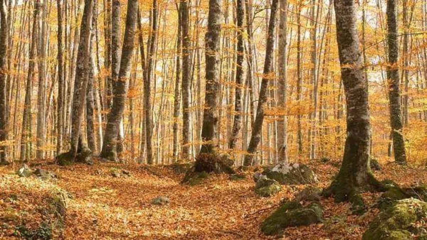 Paisaje otoñal de La fageda d'en Jordà