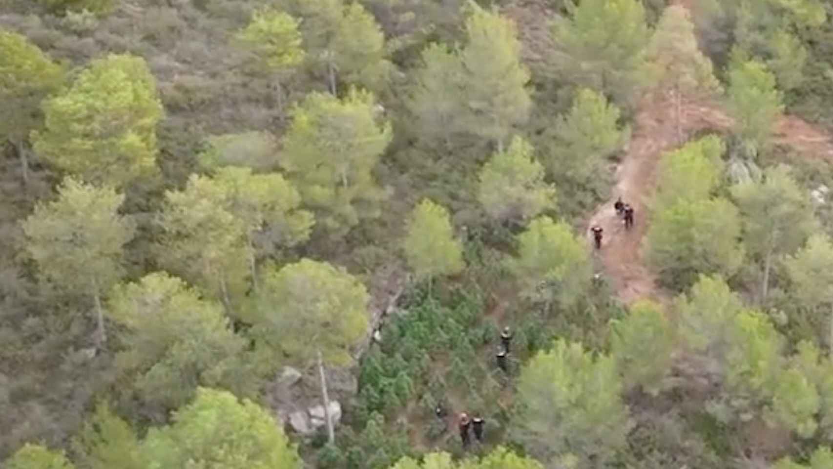 Campos de marihuana en una zona boscosa de Aguilar de Segarra