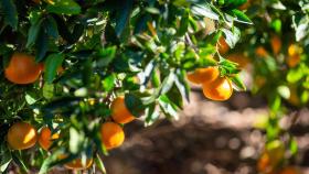 Naranjas de origen local