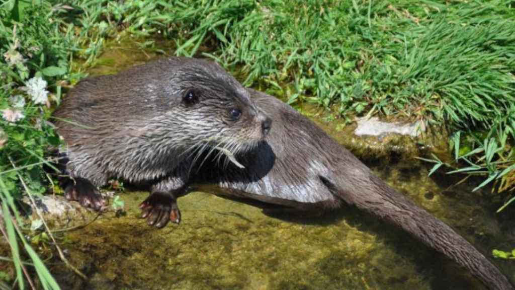 Nutria