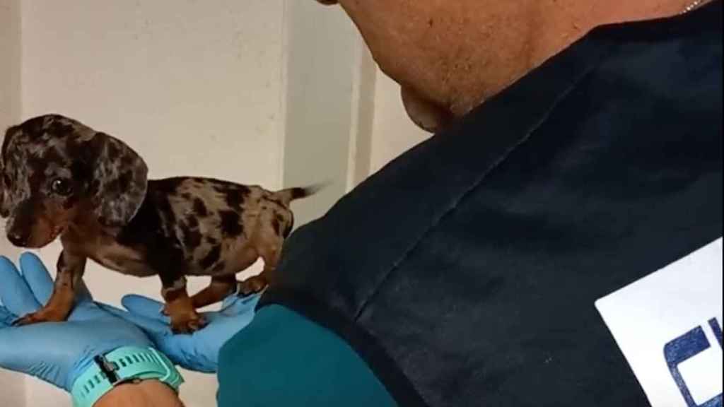 Un agente sostiene a un cachorro de raza Teckel