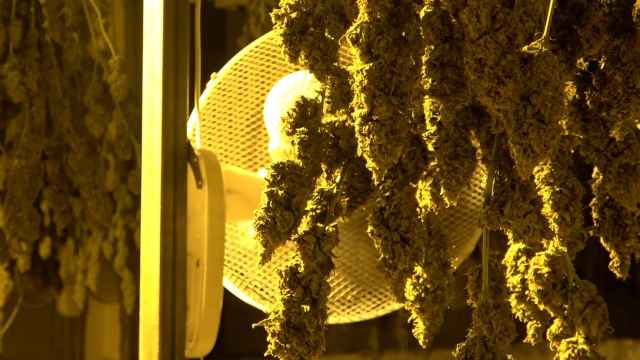 Cogollos de marihuana hallados en una operación de Mossos d'Esquadra