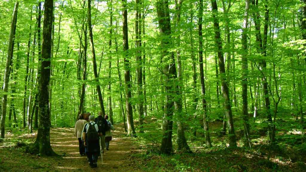 La fageda d'en Jordà