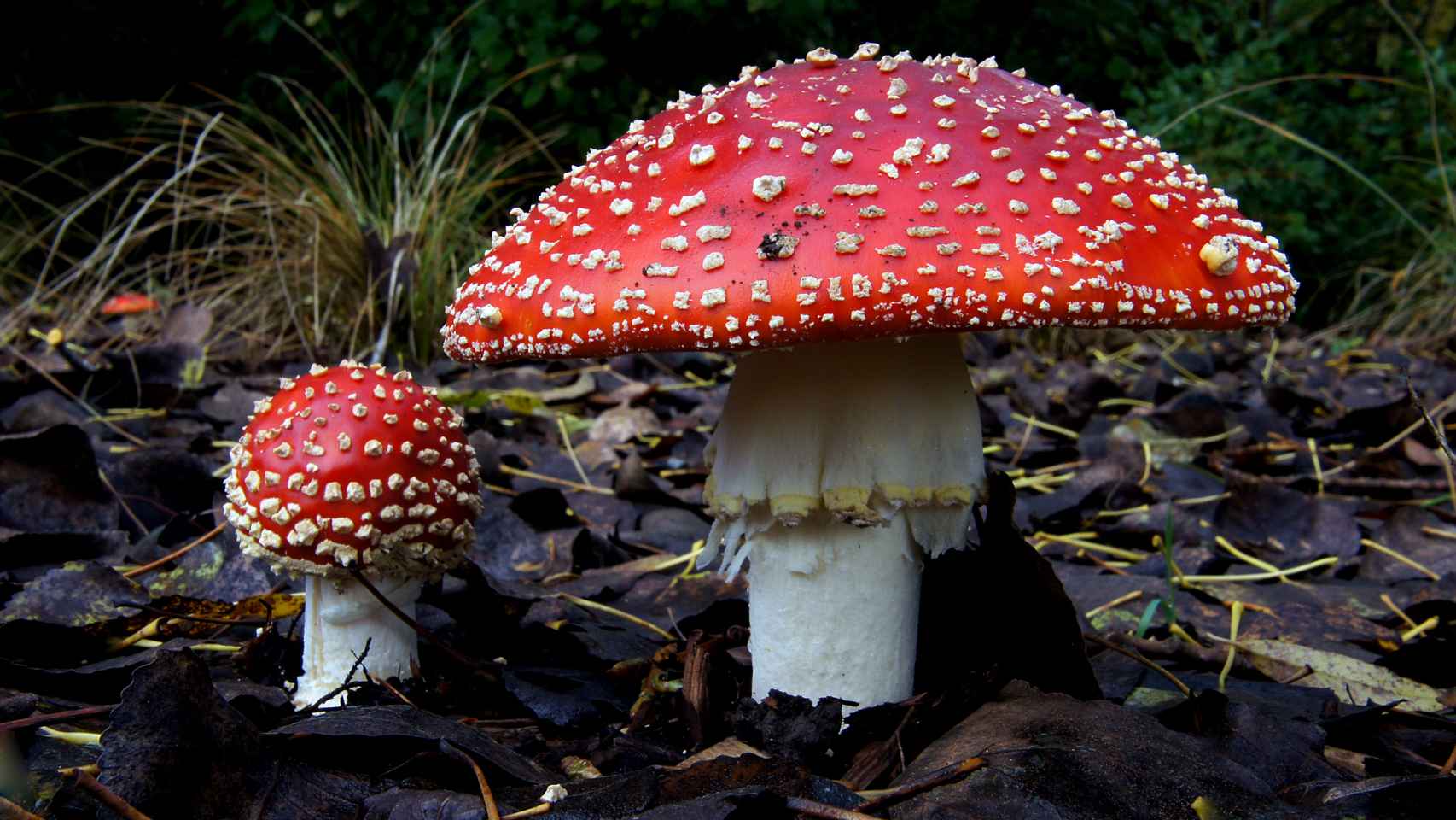 Amanita_muscaria_(1)_(8692325426).jpg