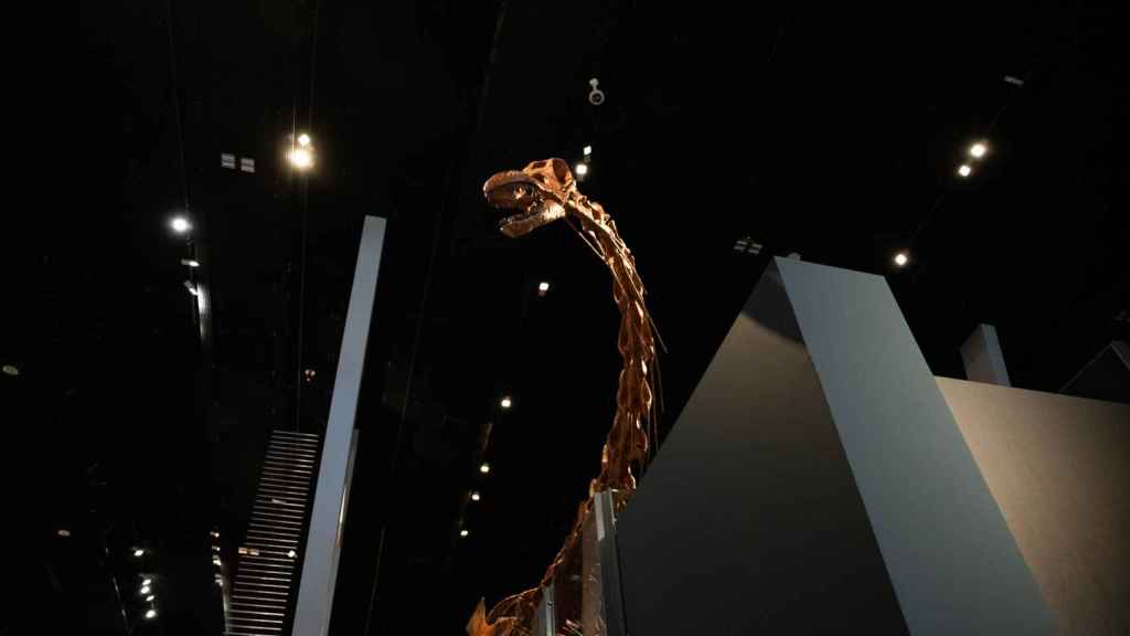 Cuello del ‘Patagotitan Mayorum’