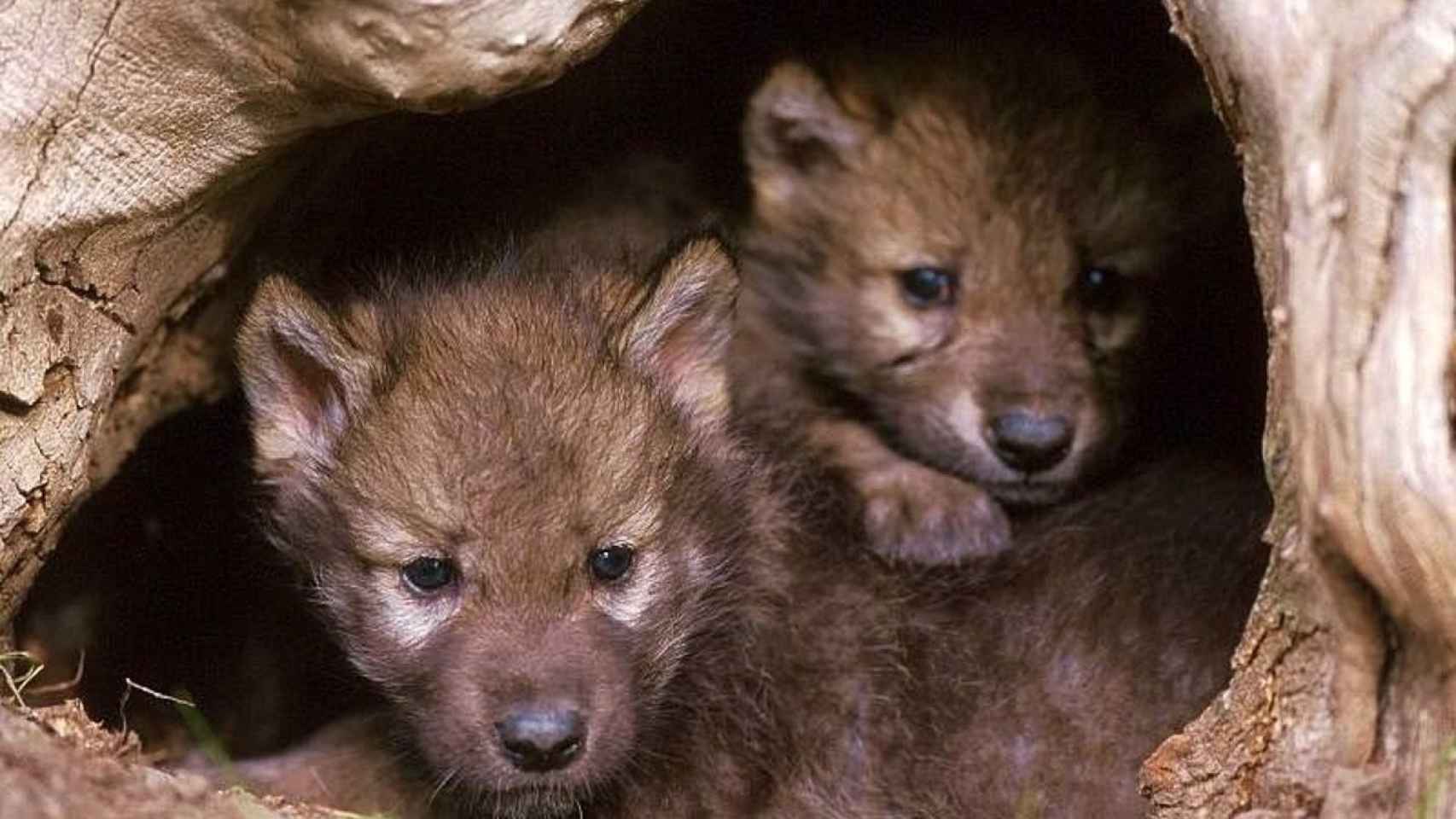 Dos crías de lobo