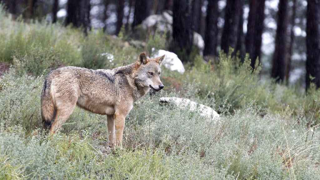 Un lobo en la montaña