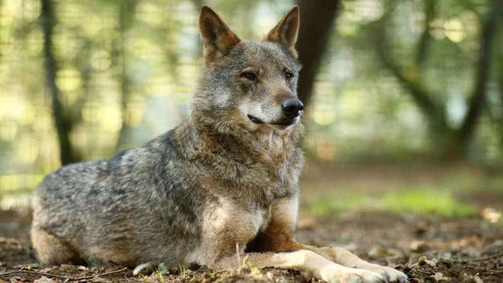 Un lobo tumbado