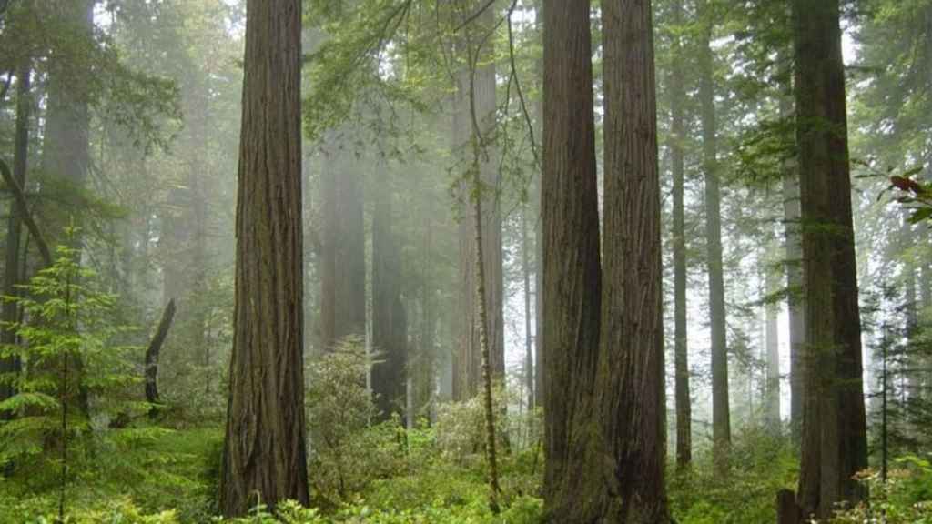 Bosque con niebla