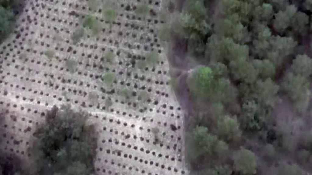 Vista aérea de la plantación