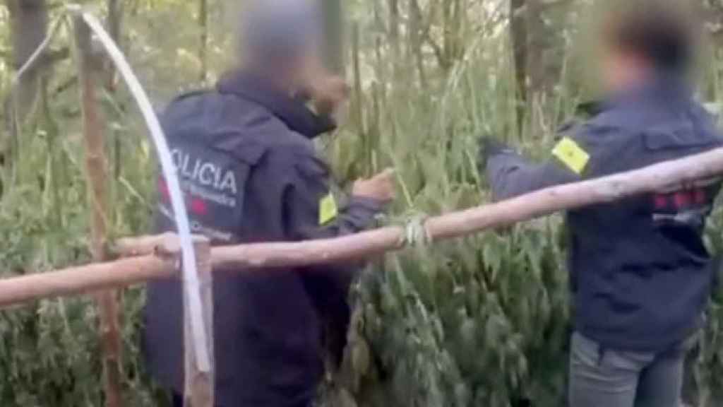 Mossos d'Esquadra incautando la droga