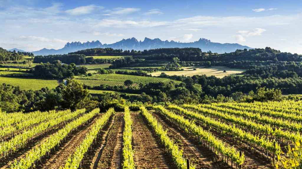 Viñedos en el Penedès