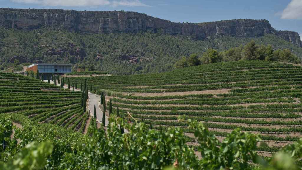 Campo de vid del Priorat