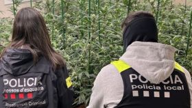 Una agente de la División de Investigación de Premià de Mar de Mossos d'Esquadra y un agente de la Policía Local de Alella en la plantación desmantelada