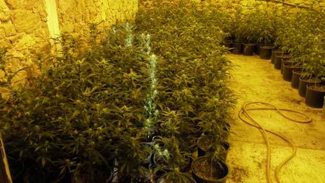 Plantación de marihuana hallada en el interior de la masía de Girona