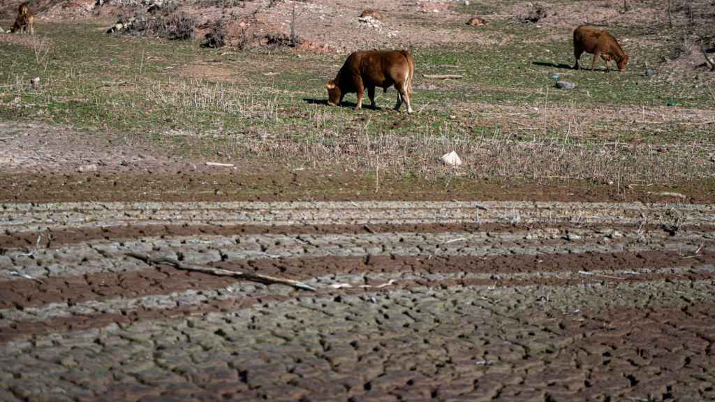 Animales en el pantano de Sau