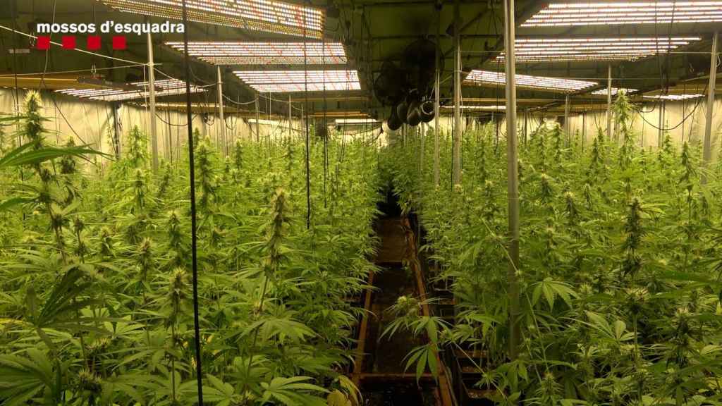 Agente de los Mossos d'Esquadra en una de las plantaciones desmanteladas