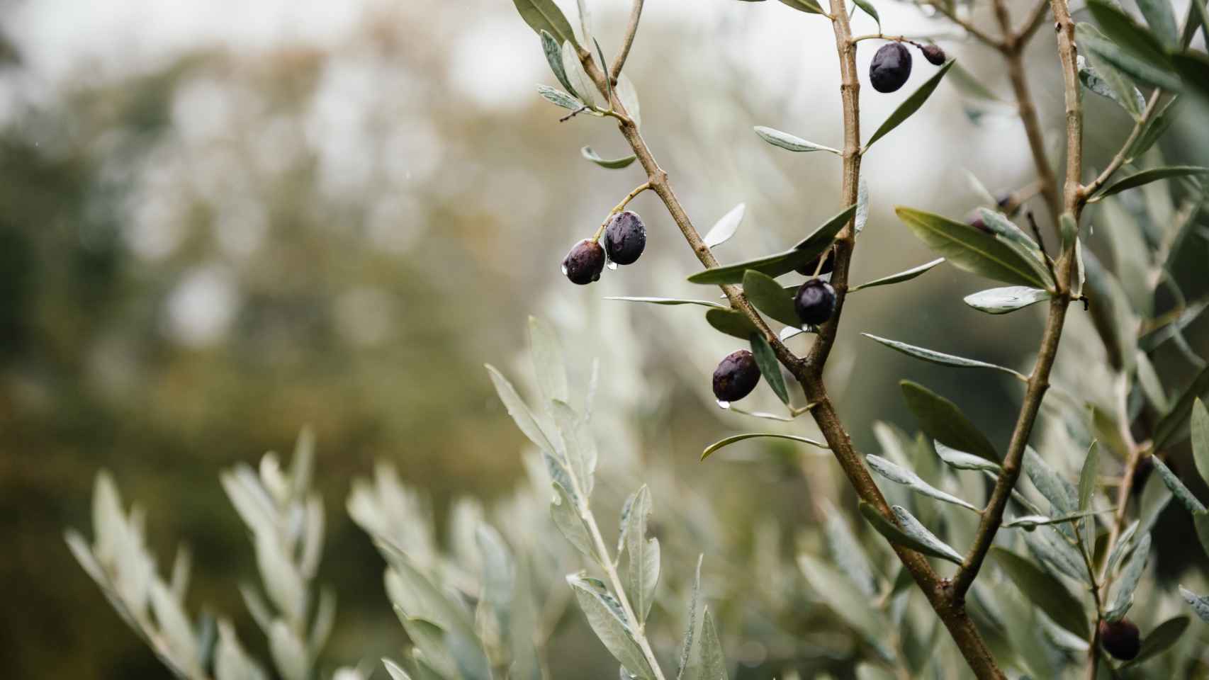 Rama del olivo