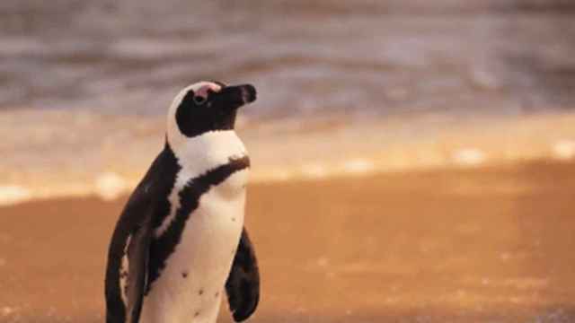 Un pingüino
