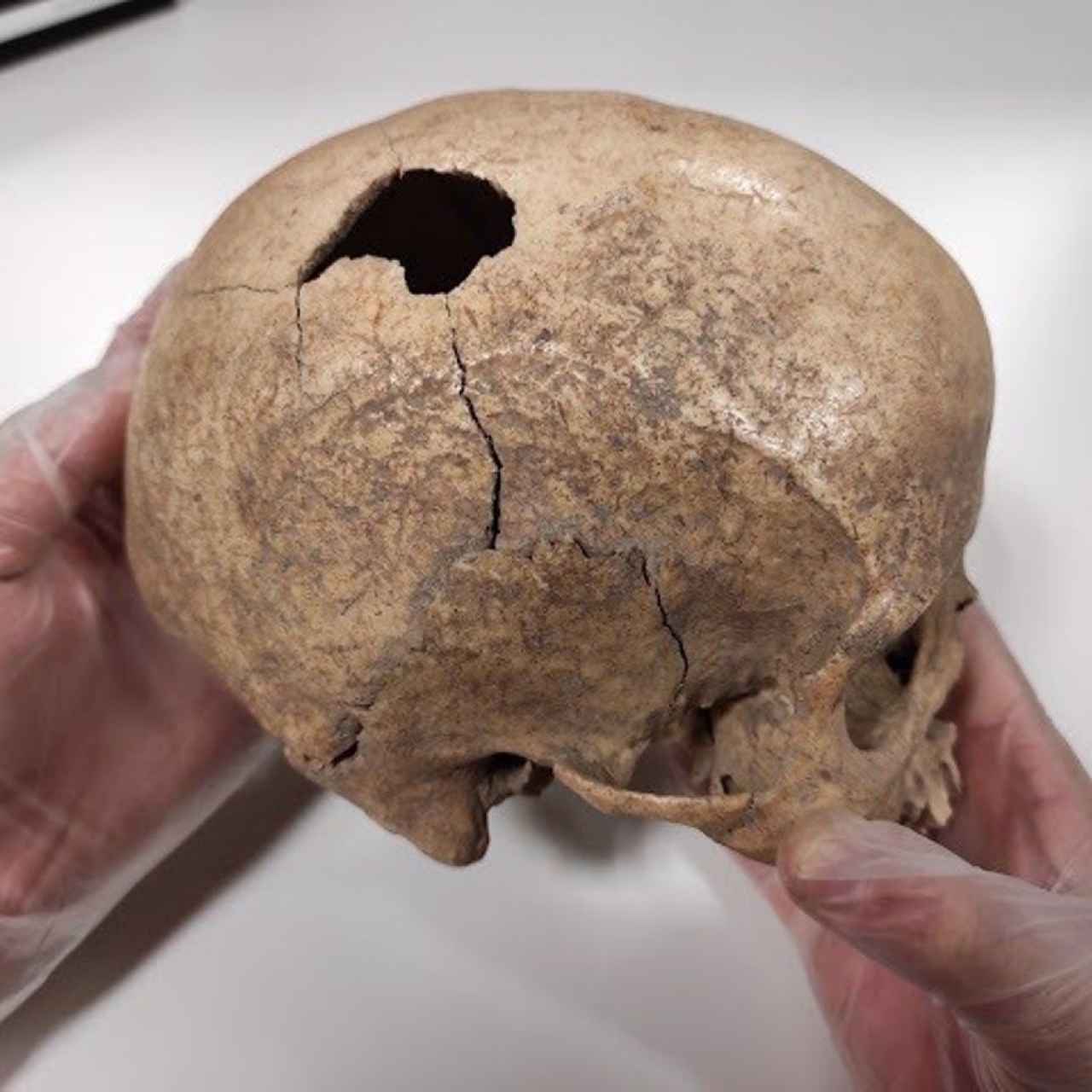 Cráneo encontrado en la Cova foradada