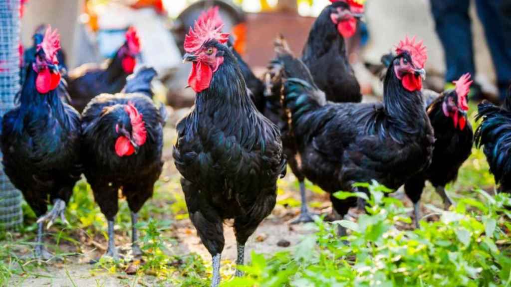 Gallos del Penedès