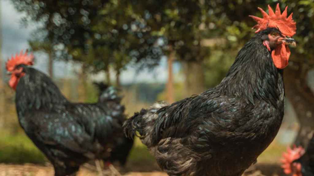 Gallo del Penedès