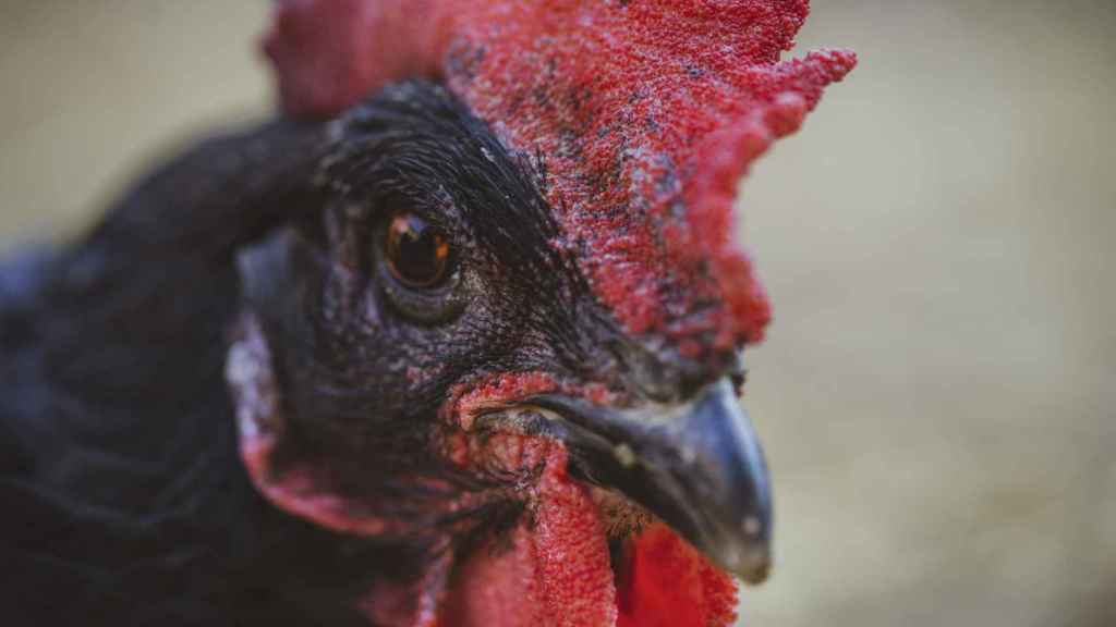 Gallo del Penedès