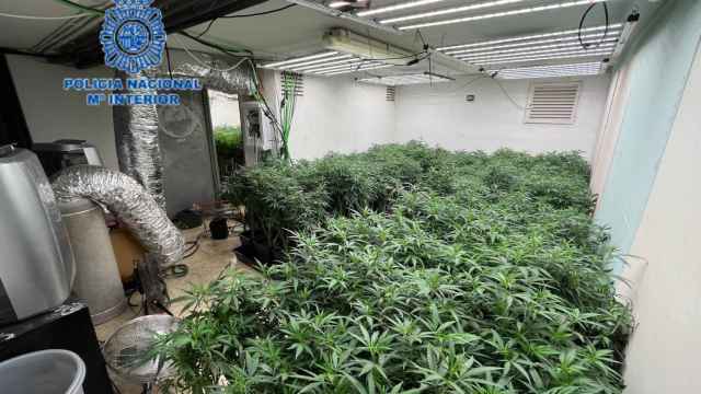 Interior de una de las plantaciones de marihuana desmanteladas por la Policía Nacional