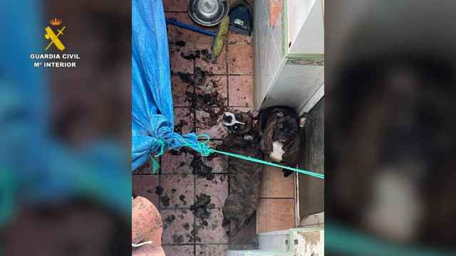 Así malvivían los dos perros rescatados en Santa Margarida de Montbui