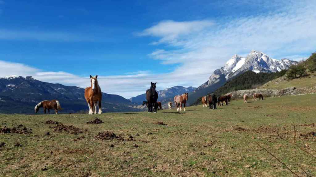 Parque Natural del Cadí-Moixeró