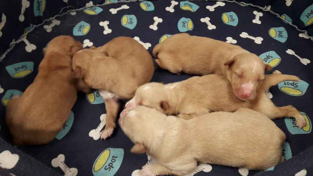 Cinco cachorros rescatados de un contenedor, en una imagen de archivo