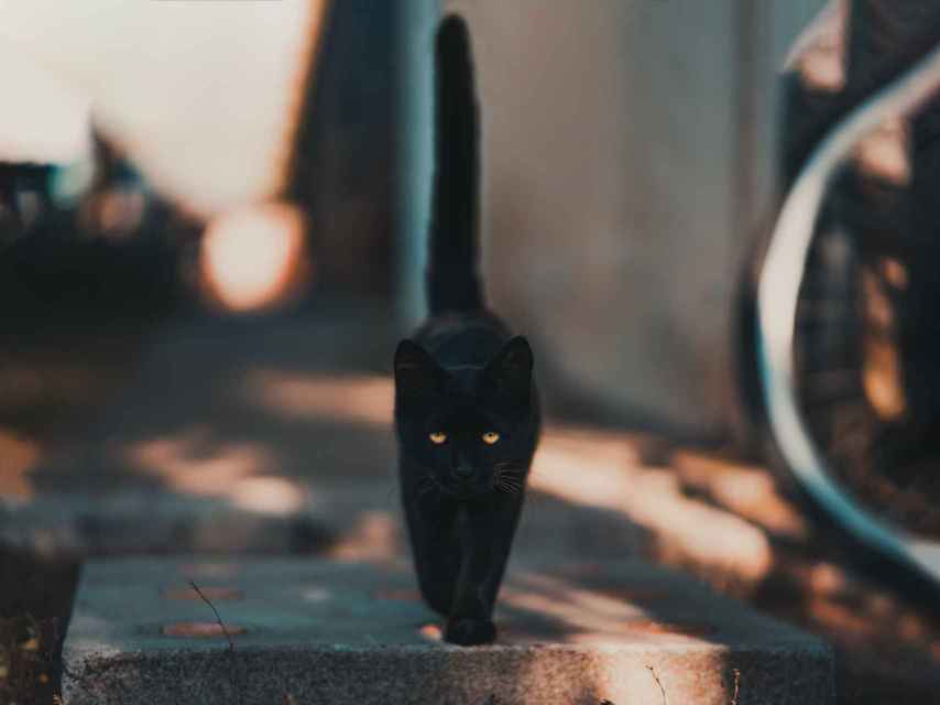 Gato negro