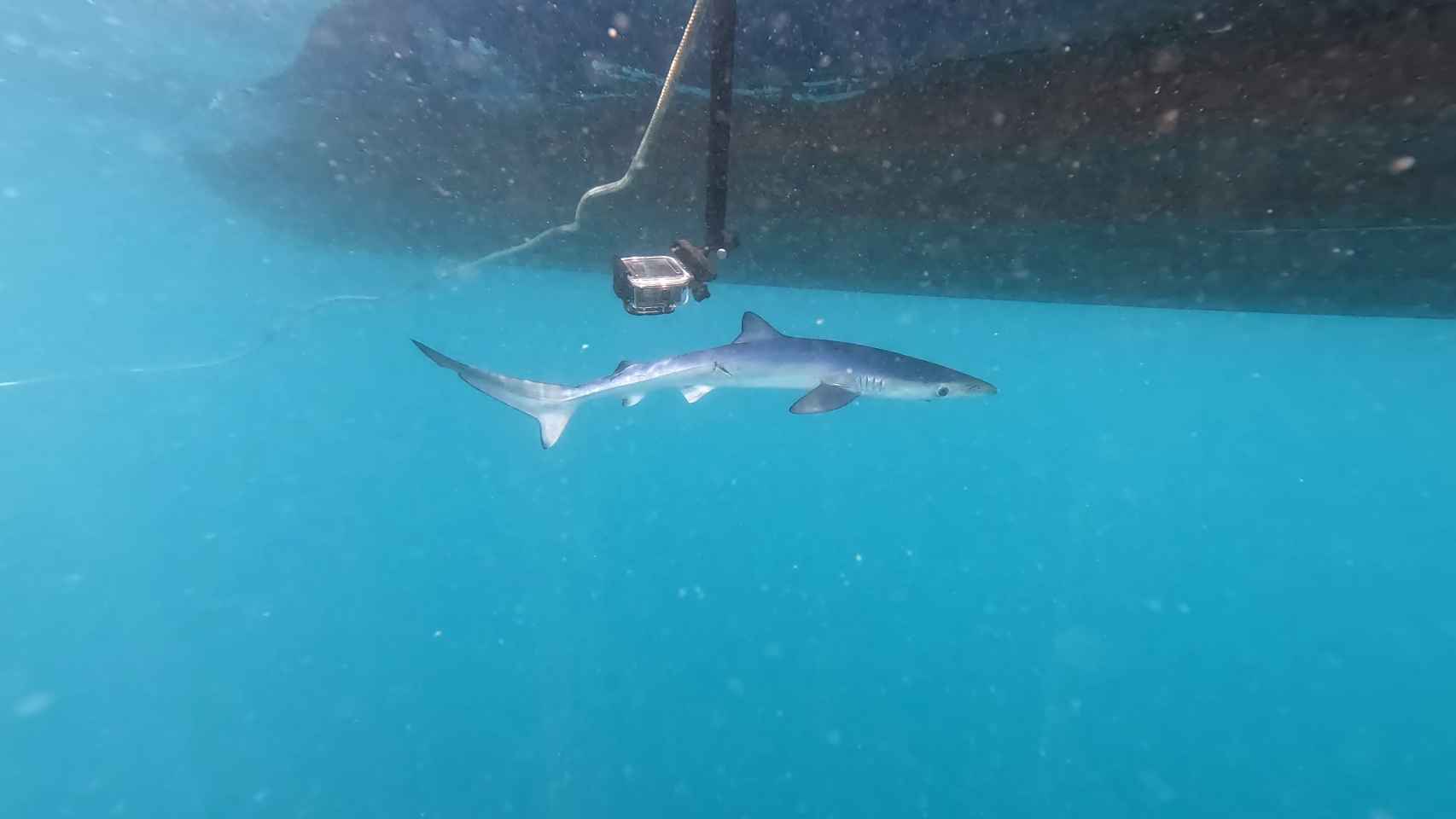 Imagen de uno de los tiburones azules que nacieron en Cap de Creus