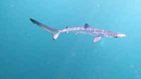 Uno de los tiburones azules que nacieron en el Cap de Creus