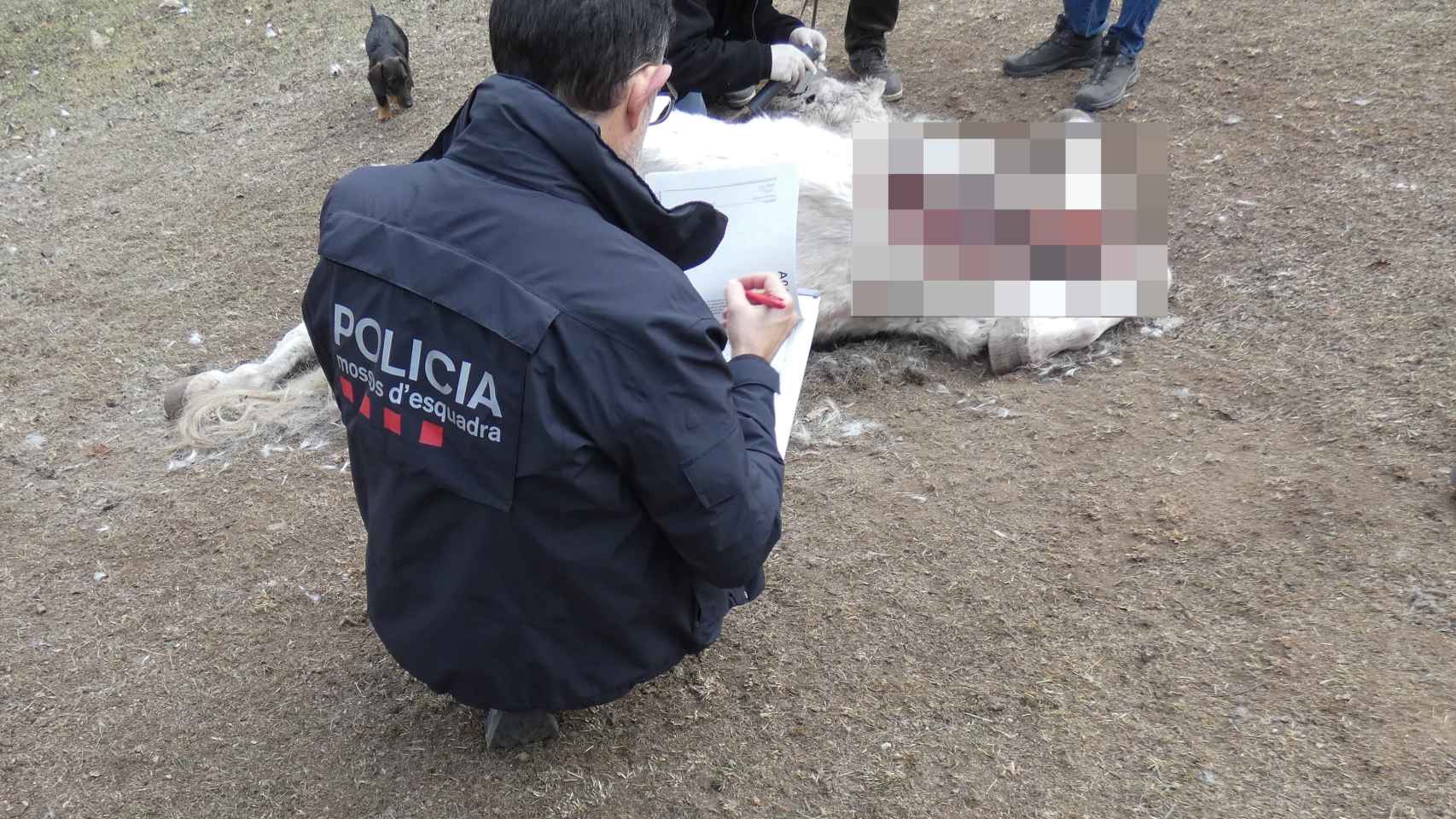 Caballo encontrado muerto en una hípica en el Ripollès (Girona)