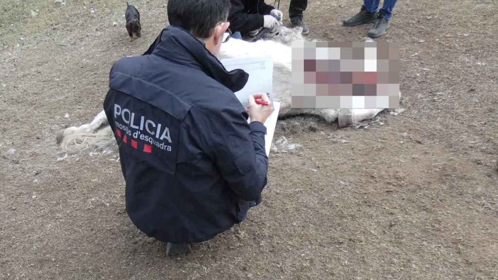 Caballo encontrado muerto en una hípica en el Ripollès (Girona)