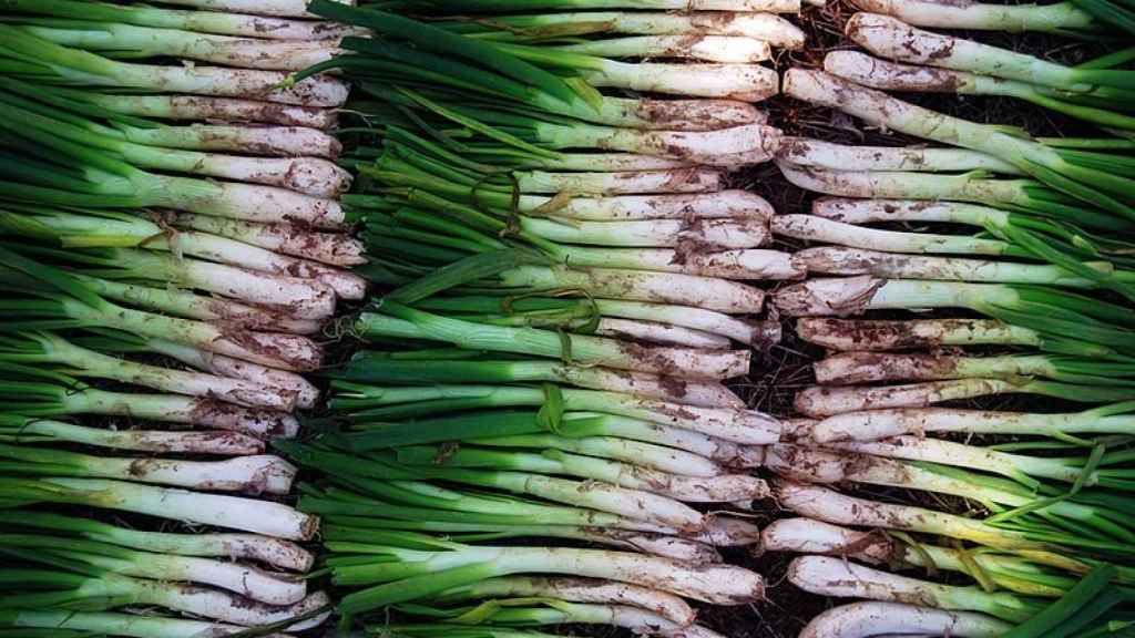 Calçots