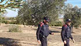 Agentes de los Mossos d'Esquadra en un campo de olivas
