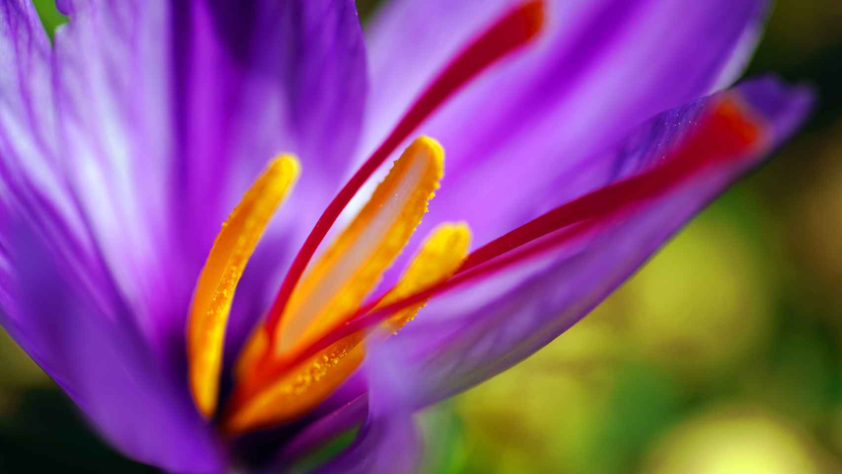 El azafrán se extrae de la flor Crocus sativus