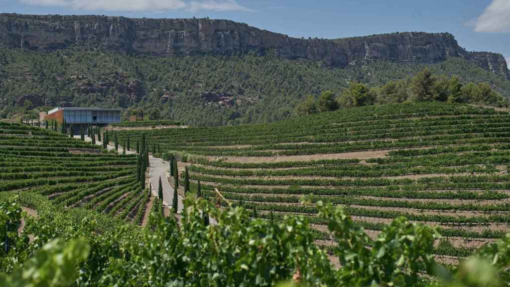 Viñas situadas en El Lloar, el Priorat, Tarragona