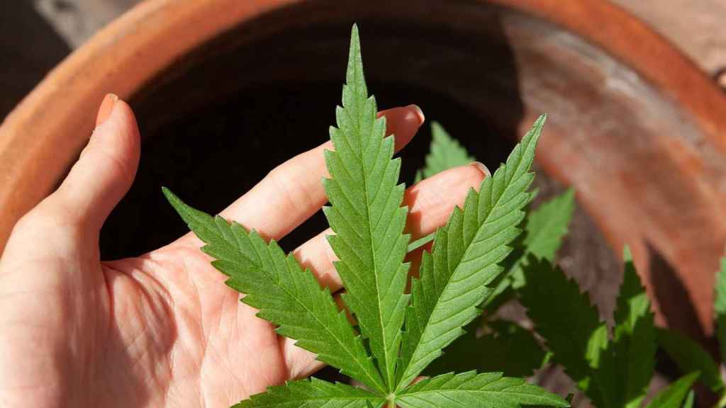 Hoja de cannabis