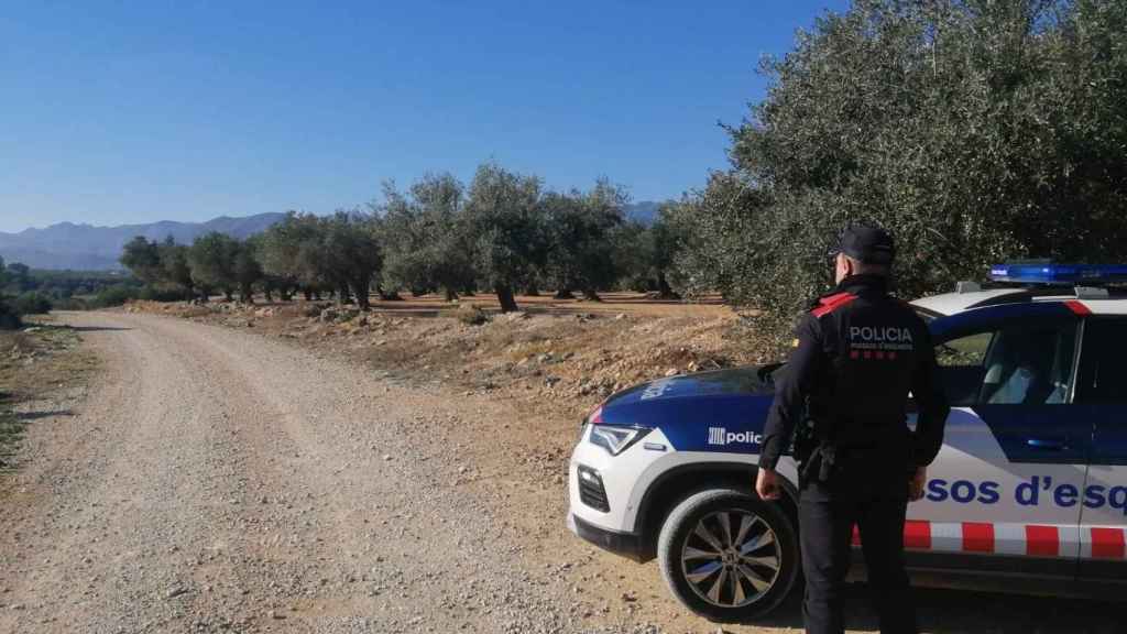 Un mosso en un campo de olivos