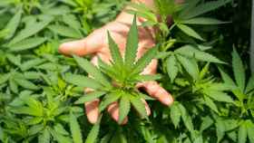 Plantas de Cannabis Sativa L