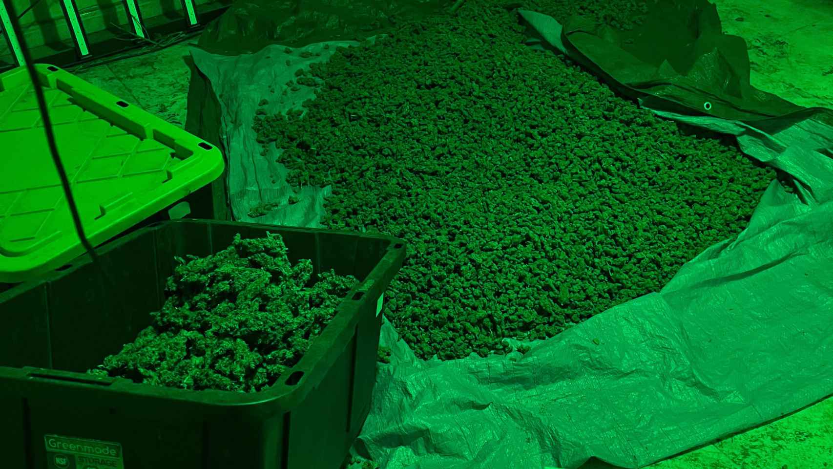 Plantación de marihuana hallada en Maçanet de la Selva